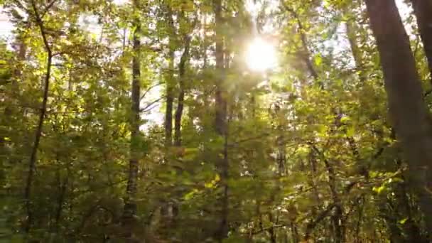 Alberi nella foresta in una giornata autunnale — Video Stock