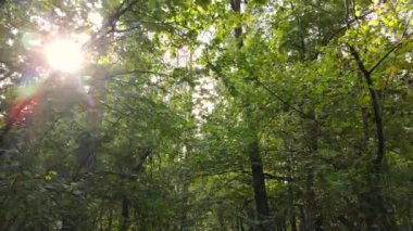 Bir sonbahar gününde ormandaki ağaçlar