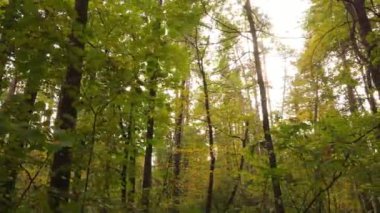 Bir sonbahar gününde ormandaki ağaçlar