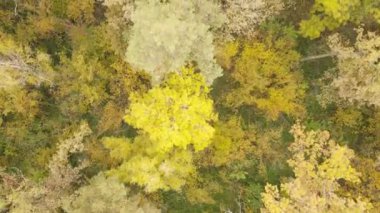 Bir sonbahar gününde ormandaki ağaçlar