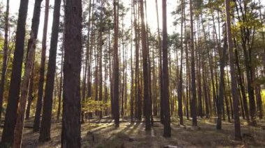 Bir sonbahar gününde ormandaki ağaçlar