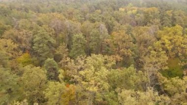 Bir sonbahar gününde ormandaki ağaçlar