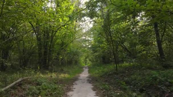 Árvores na floresta em um dia de outono — Vídeo de Stock