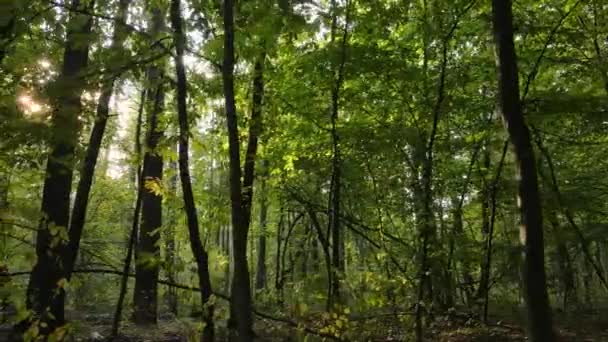 Alberi nella foresta in una giornata autunnale — Video Stock