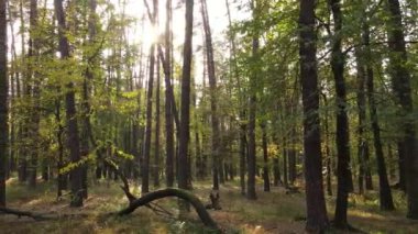 Bir sonbahar gününde ormandaki ağaçlar