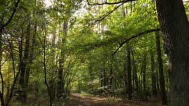 Bir sonbahar gününde ormandaki ağaçlar