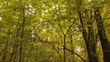 Bir sonbahar gününde ormandaki ağaçlar