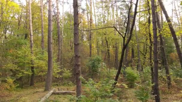 Дерева в лісі в осінній день — стокове відео
