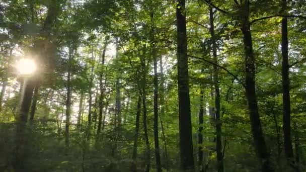 Stromy v lese za podzimního dne — Stock video