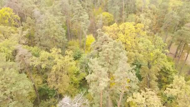 Bomen in het bos op een herfstdag — Stockvideo