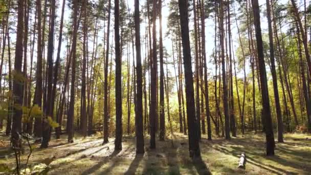 Drzewa w lesie w jesienny dzień — Wideo stockowe