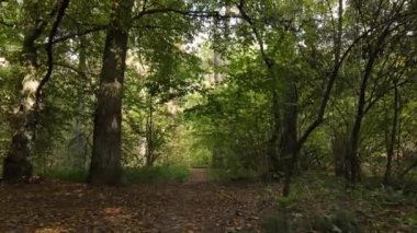 Bir sonbahar gününde ormandaki ağaçlar