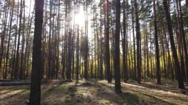 Bir sonbahar gününde ormandaki ağaçlar