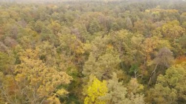 Bir sonbahar gününde ormandaki ağaçlar