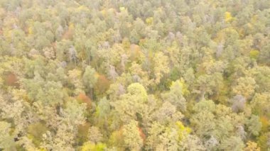 Bir sonbahar gününde ormandaki ağaçlar