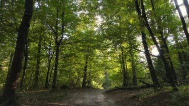 Bir sonbahar gününde ormandaki ağaçlar
