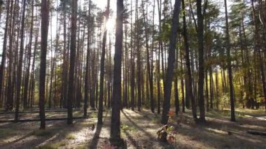 Bir sonbahar gününde ormandaki ağaçlar
