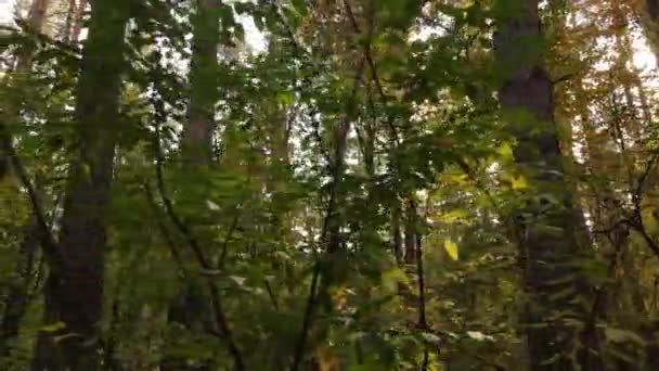 Árvores na floresta em um dia de outono — Vídeo de Stock