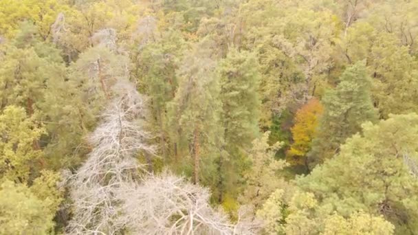 Bomen in het bos op een herfstdag — Stockvideo