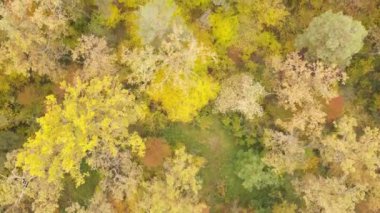 Bir sonbahar gününde ormandaki ağaçlar