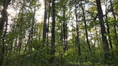 Bir sonbahar gününde ormandaki ağaçlar