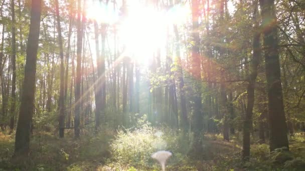 Stromy v lese za podzimního dne — Stock video