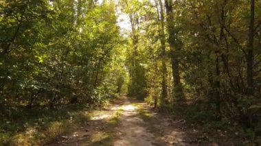 Bir sonbahar gününde ormandaki ağaçlar