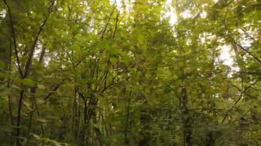 Bir sonbahar gününde ormandaki ağaçlar