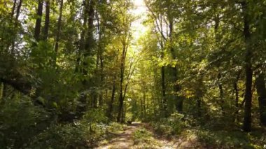 Bir sonbahar gününde ormandaki ağaçlar