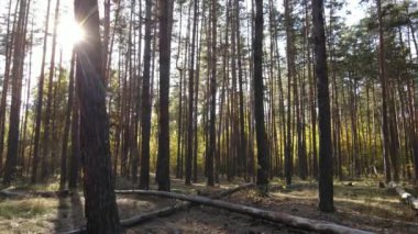 Bir sonbahar gününde ormandaki ağaçlar