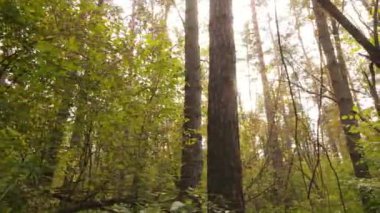 Bir sonbahar gününde ormandaki ağaçlar