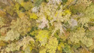 Bir sonbahar gününde ormandaki ağaçlar