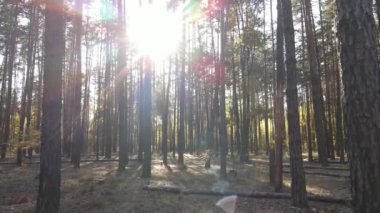 Bir sonbahar gününde ormandaki ağaçlar