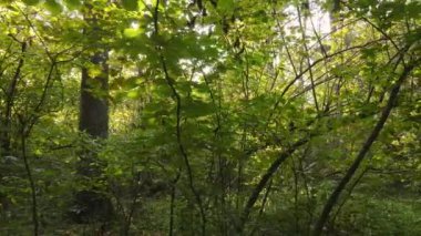 Bir sonbahar gününde ormandaki ağaçlar