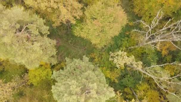 Bäume im Wald an einem Herbsttag — Stockvideo