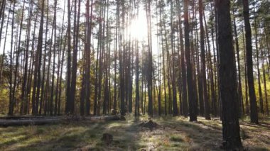 Gündüzleri ağaçlı sonbahar ormanı