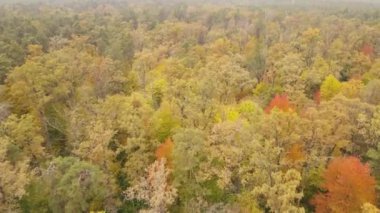 Gündüzleri ağaçlı sonbahar ormanı