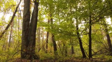 Gündüzleri ağaçlı sonbahar ormanı