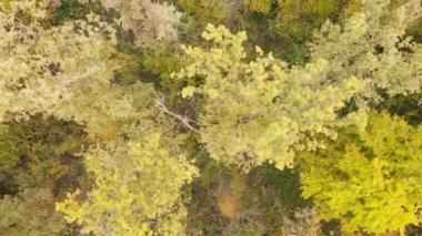 Gündüzleri ağaçlı sonbahar ormanı