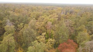 Gündüzleri ağaçlı sonbahar ormanı