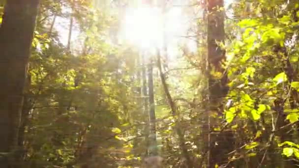 秋天的森林，白天有树 — 图库视频影像