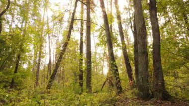 Gündüzleri ağaçlı sonbahar ormanı