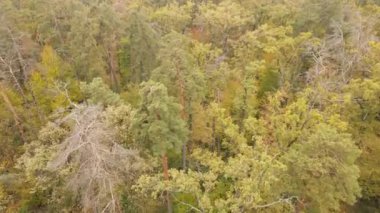 Gündüzleri ağaçlı sonbahar ormanı