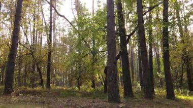 Gündüzleri ağaçlı sonbahar ormanı