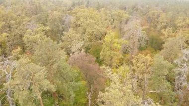 Gündüzleri ağaçlı sonbahar ormanı