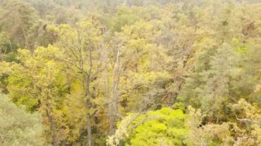Gündüzleri ağaçlı sonbahar ormanı
