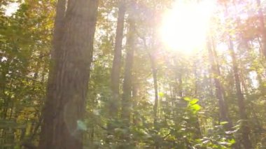 Gündüzleri ağaçlı sonbahar ormanı