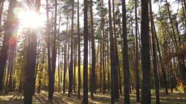 Gündüzleri ağaçlı sonbahar ormanı