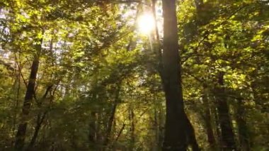 Gündüzleri ağaçlı sonbahar ormanı