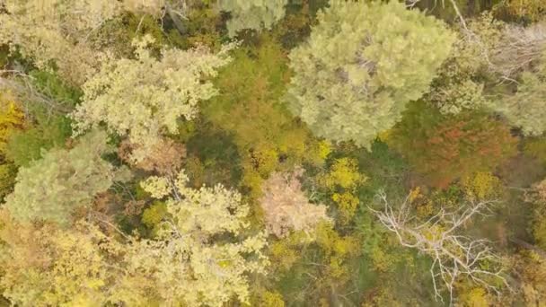 Осенний лес с деревьями днем — стоковое видео